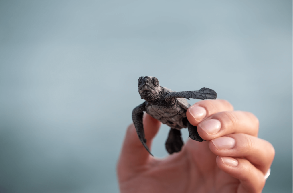 hand holding a tiny turtle