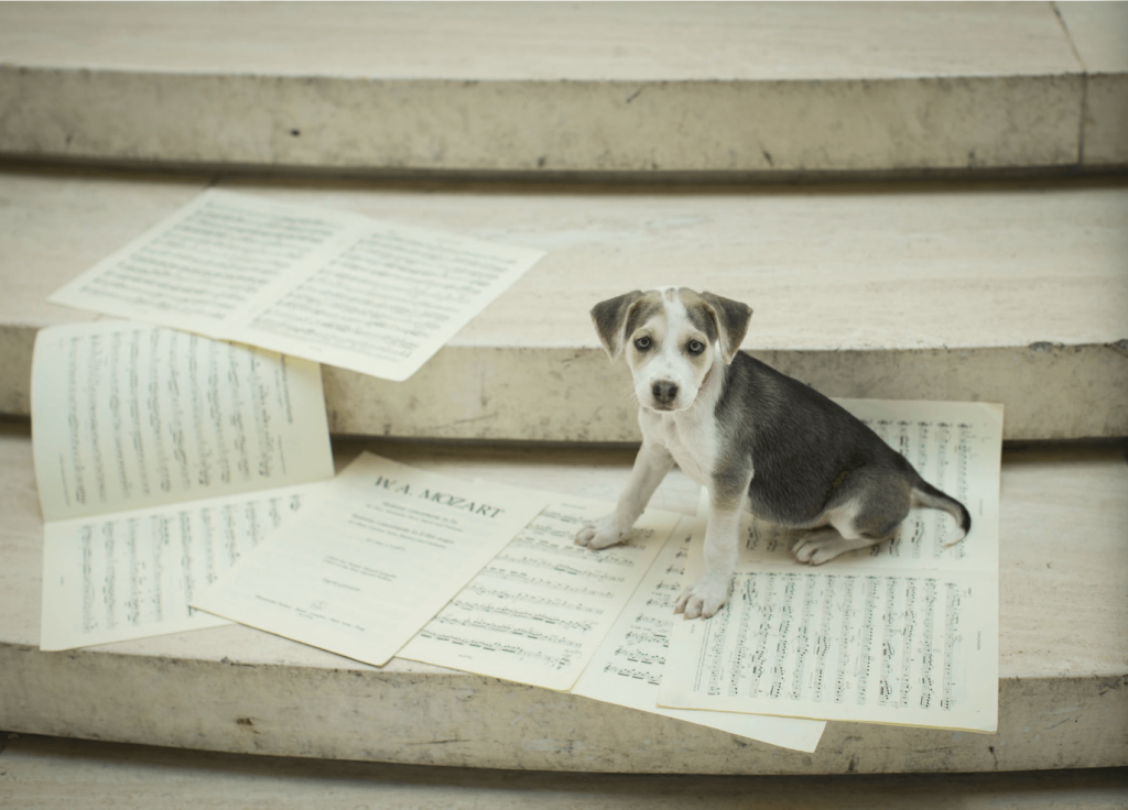 puppy on top of music sheets