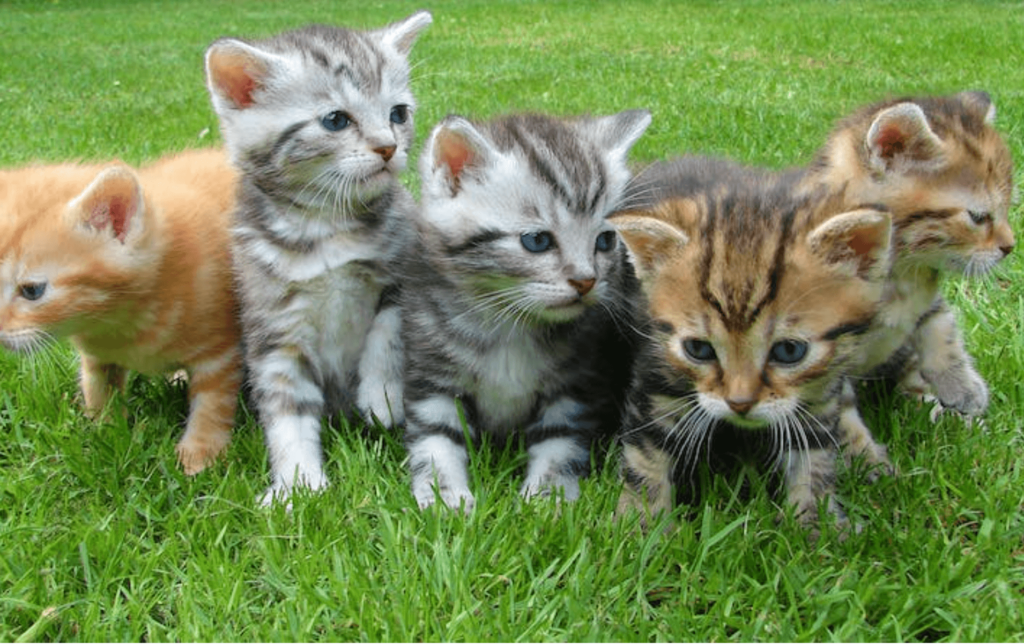 kittens sitting on grass