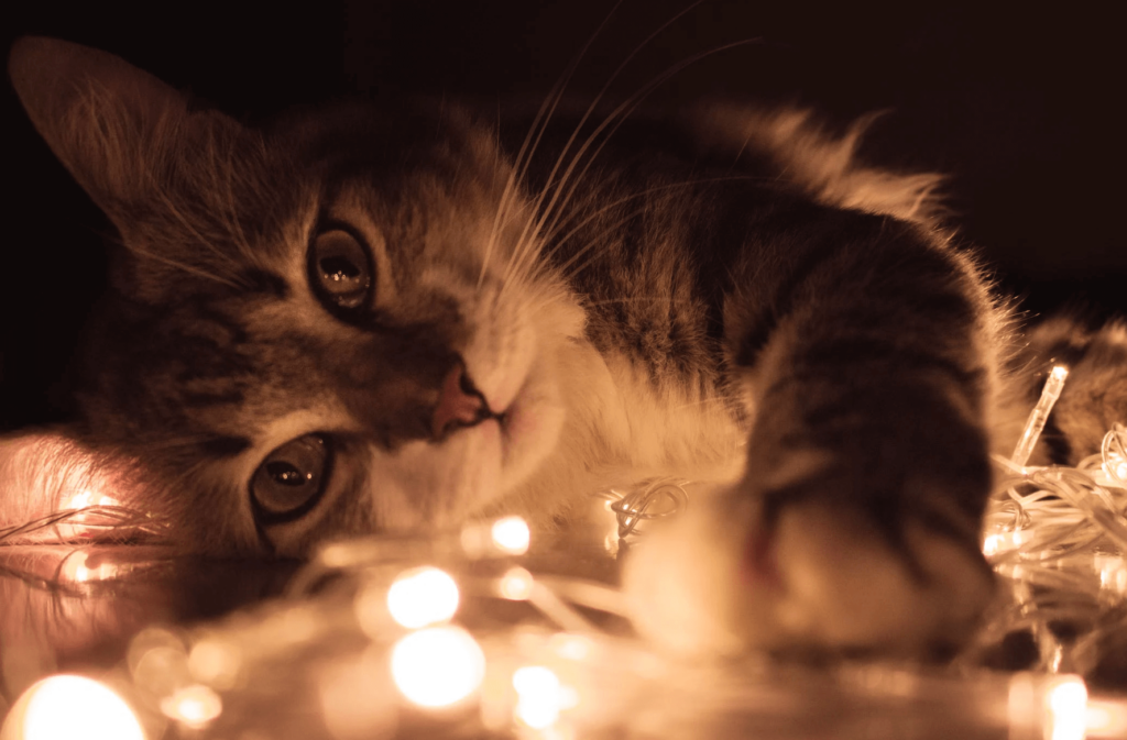 cat laying beside christmas lights