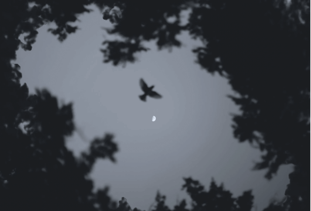 low angle shot of bird flying in the night sky