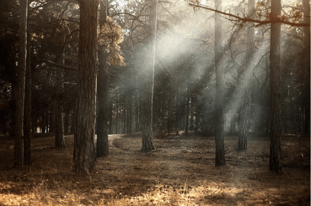 sun rays peeking through the forest